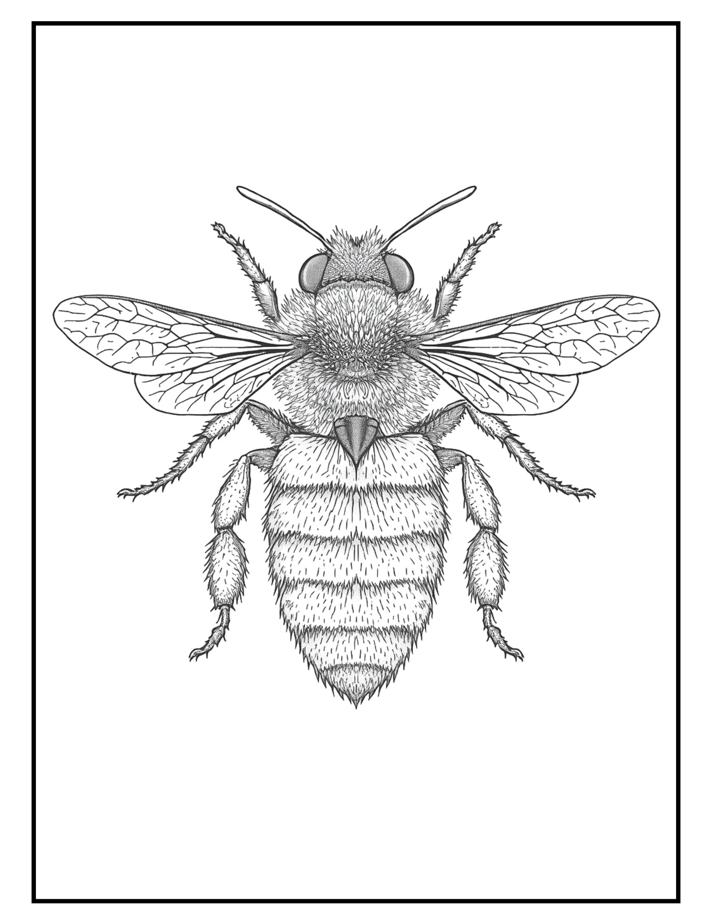🪲🐞🦋Bugged Out Bliss: A Coloring Journey Through Nature’s Tiny Wonders (Digital PDF Edition) 🐜🐛🕷️
